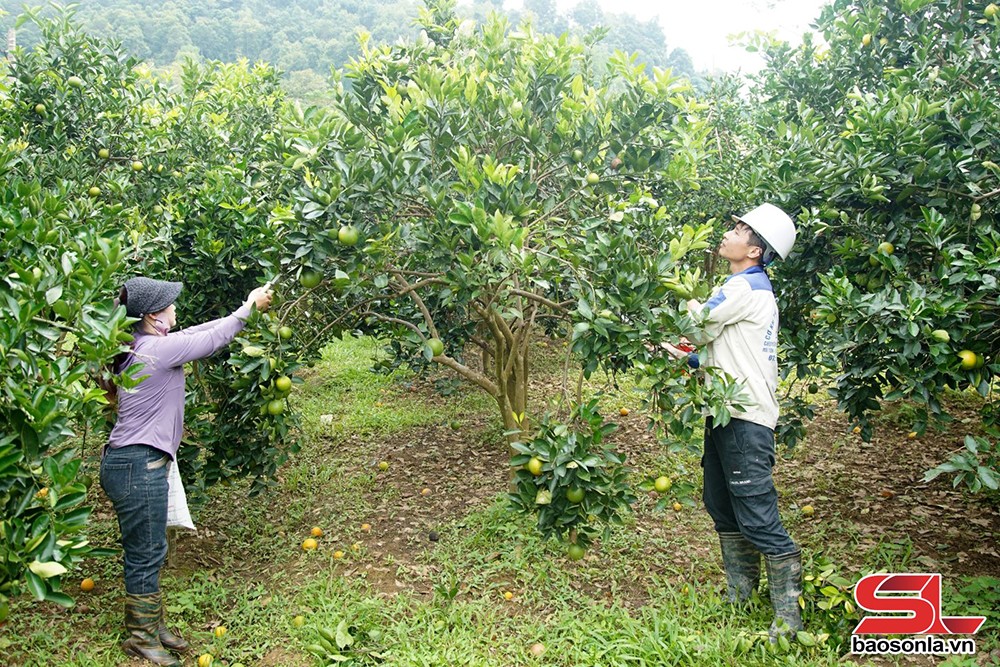 Phù Yên đẩy mạnh phát triển nông nghiệp hữu cơ - 1