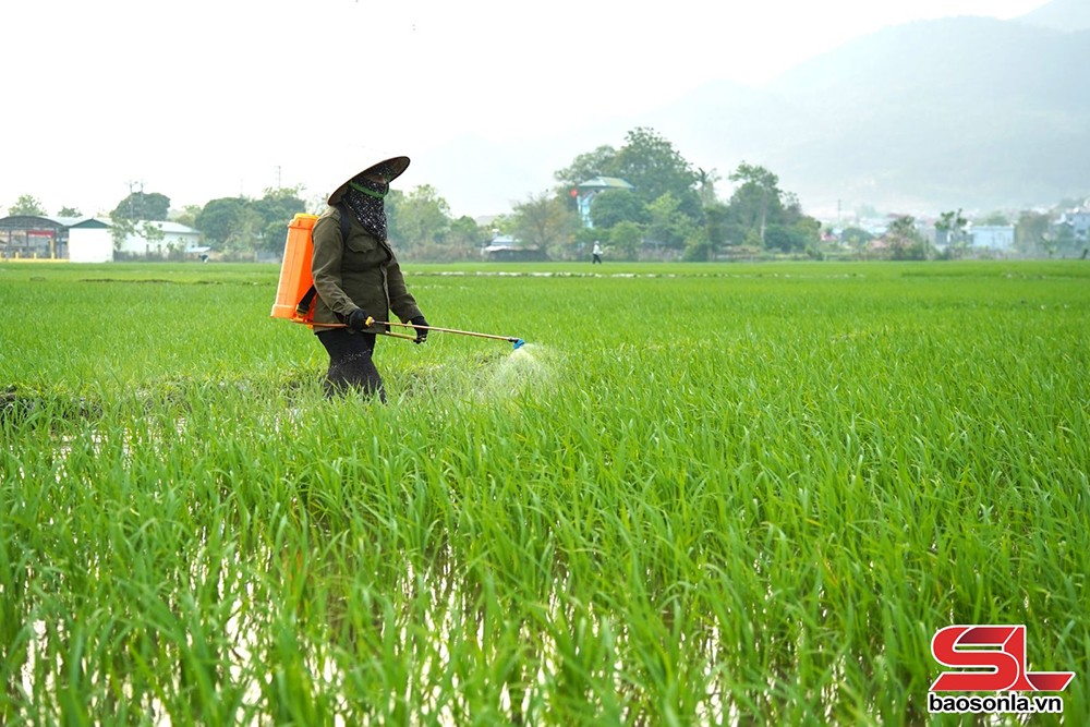 Phù Yên đẩy mạnh phát triển nông nghiệp hữu cơ - 2