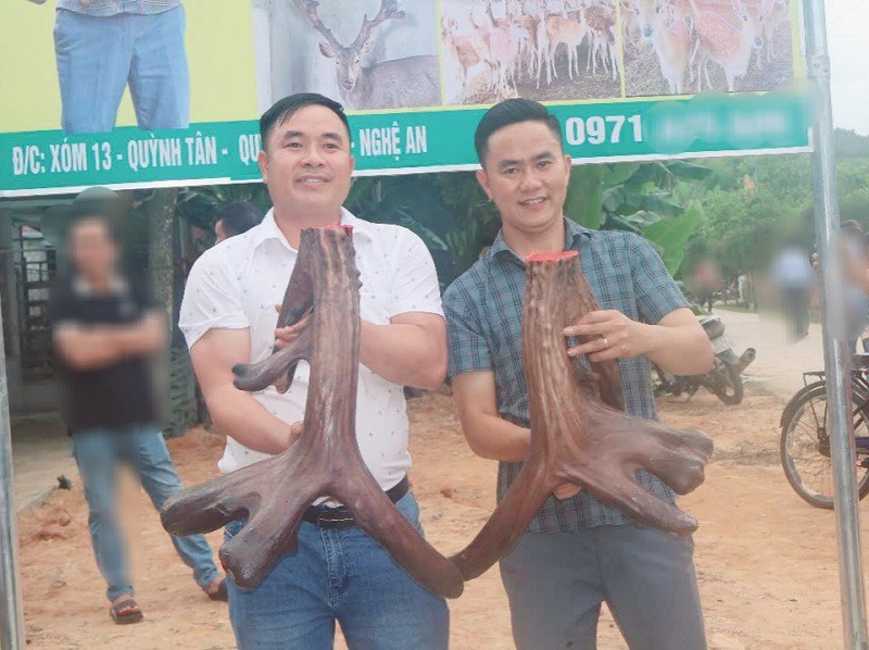 Ngắm con nai “độc nhất vô nhị” ở Nghệ An, được trả 1 tỷ đồng nhưng chủ nhân không bán - 10