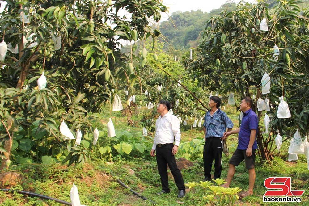 Chủ động phương án tiêu thụ, xuất khẩu nông sản - 1