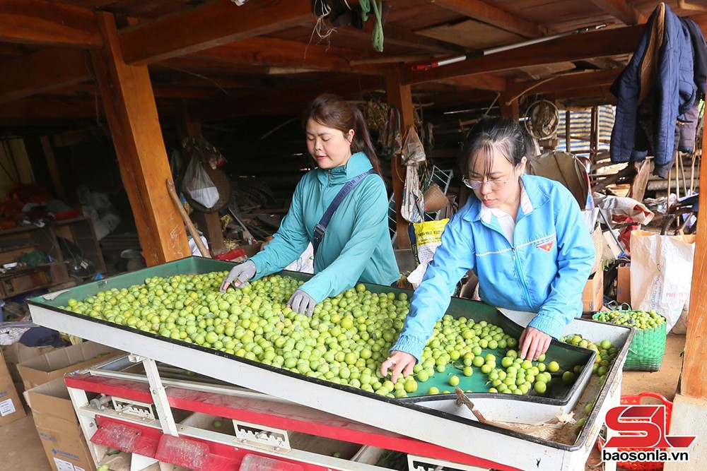 Thành phố vào mùa thu hoạch mận tam hoa - 4