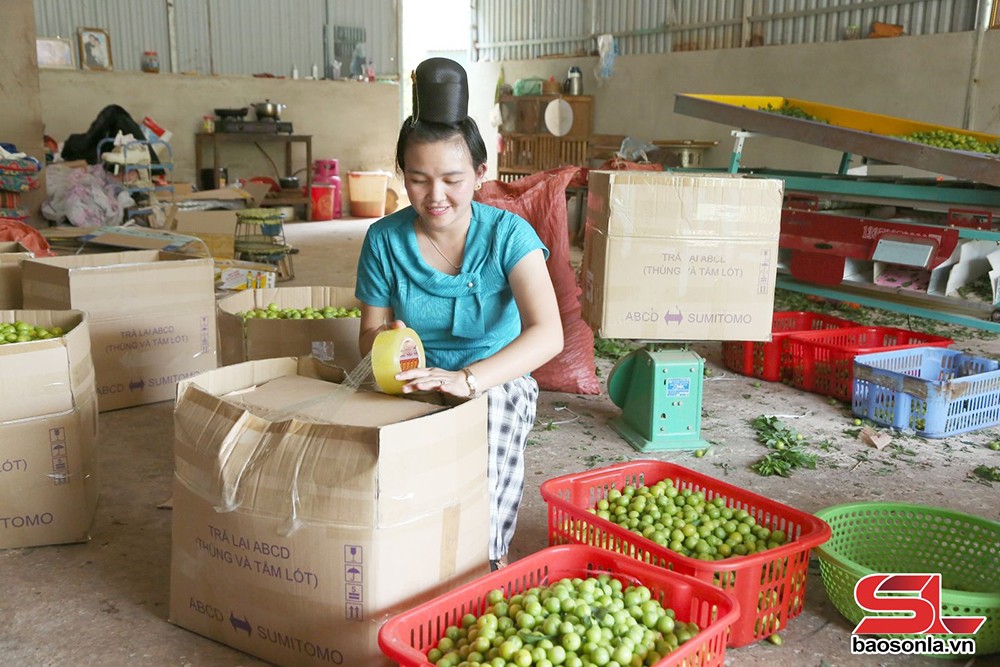 Thành phố vào mùa thu hoạch mận tam hoa - 5