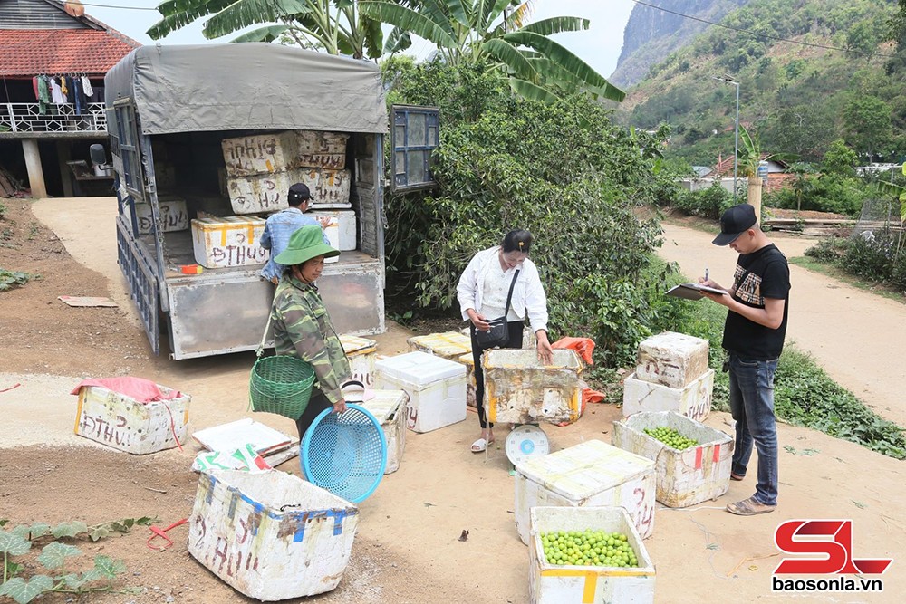 Thành phố vào mùa thu hoạch mận tam hoa - 6