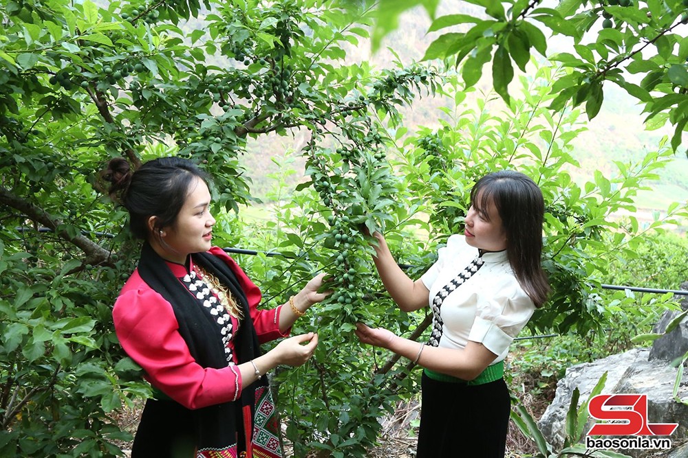 Thành phố vào mùa thu hoạch mận tam hoa - 7
