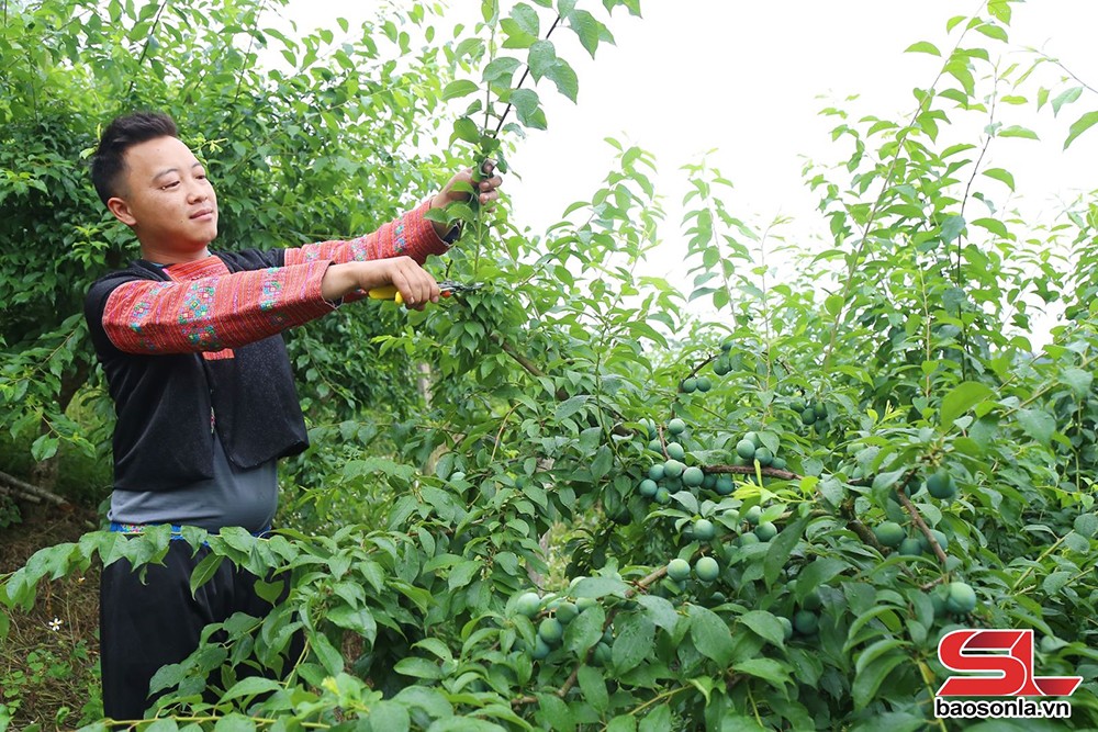 Vân Hồ tập trung chăm sóc cây ăn quả - 2