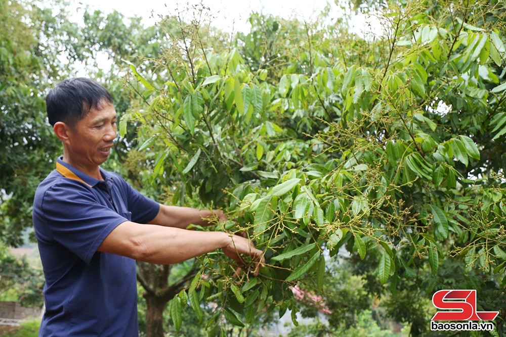 Vân Hồ tập trung chăm sóc cây ăn quả - 3