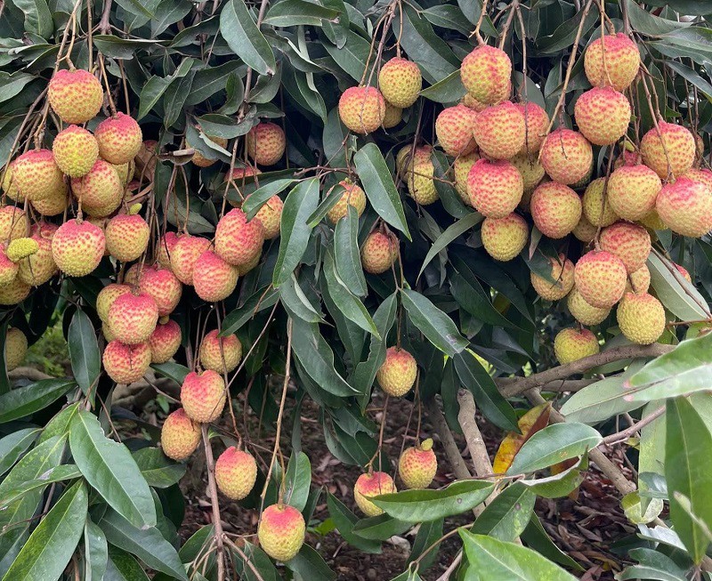 Việt Nam có loại vải “siêu to khổng lồ”, giá lên tới 250 nghìn đồng/kg, hái không kịp bán - 2