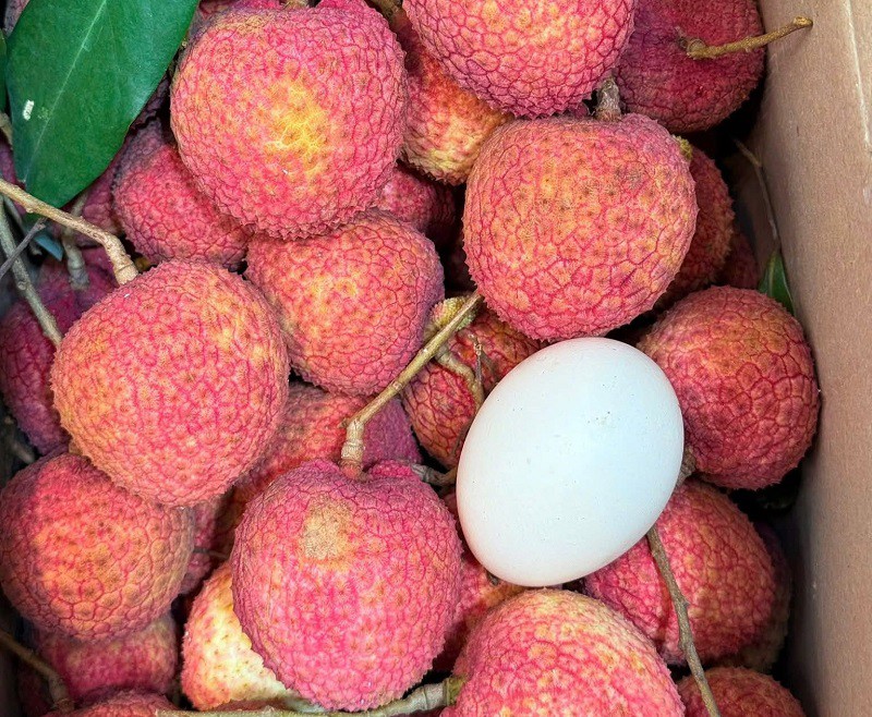 Việt Nam có loại vải “siêu to khổng lồ”, giá lên tới 250 nghìn đồng/kg, hái không kịp bán - 3