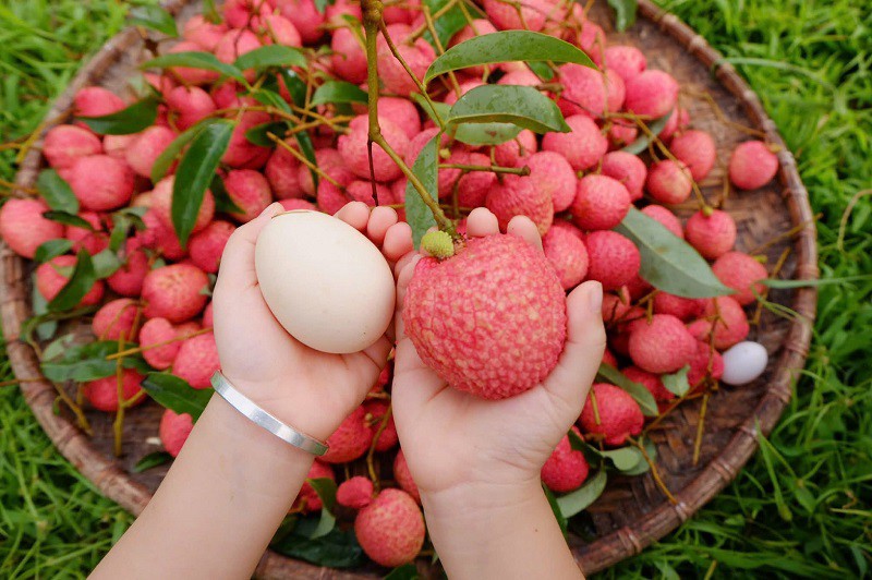 Việt Nam có loại vải “siêu to khổng lồ”, giá lên tới 250 nghìn đồng/kg, hái không kịp bán - 4
