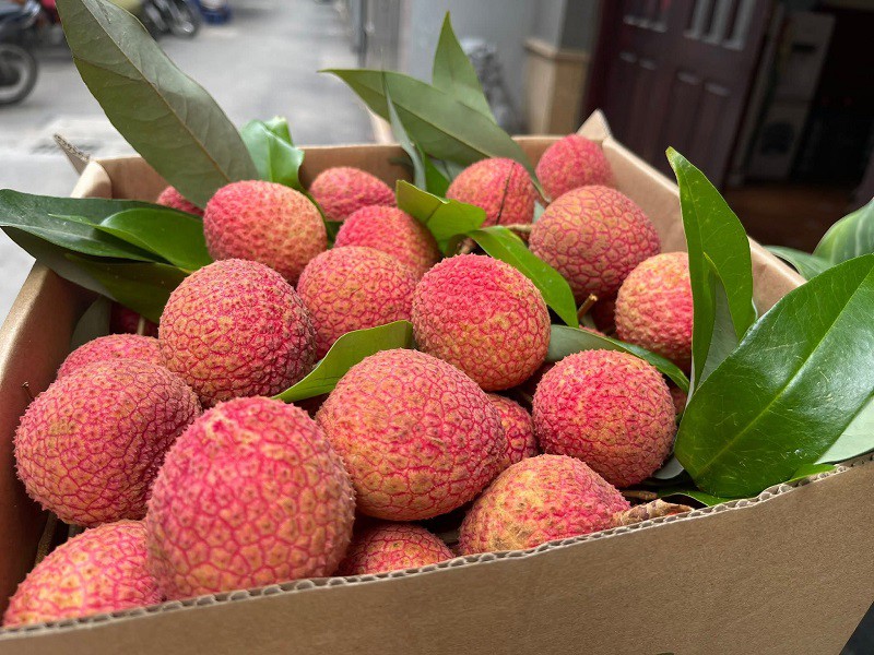 Việt Nam có loại vải “siêu to khổng lồ”, giá lên tới 250 nghìn đồng/kg, hái không kịp bán - 5