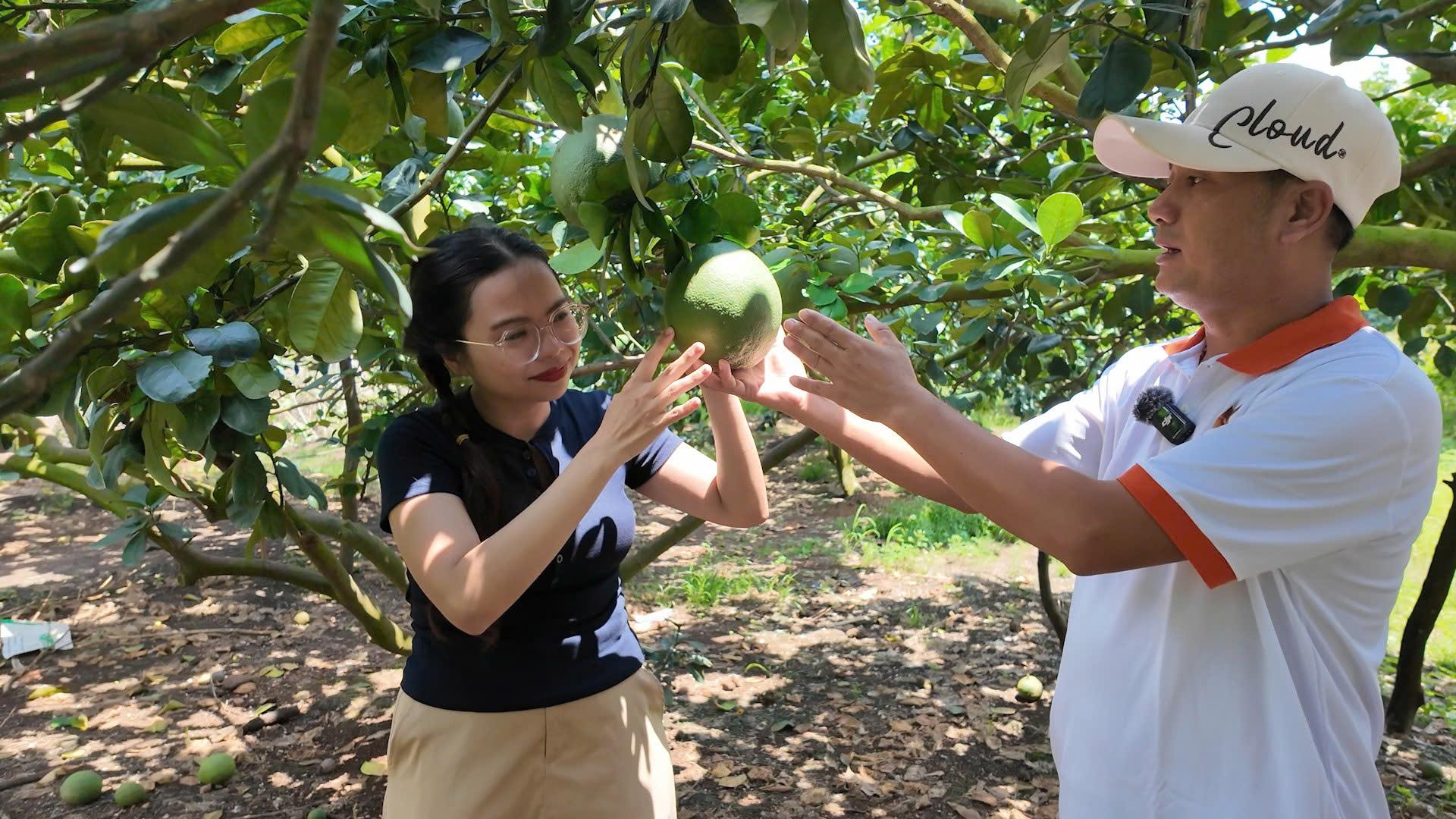 Phân bón tháp cao sản xuất ngay tại Việt Nam - giải bài toán tối ưu chi phí trong canh tác - 3