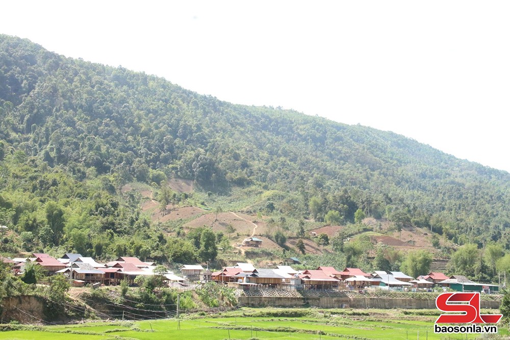 Cà Nàng chuyển hướng sản xuất nông nghiệp - 1