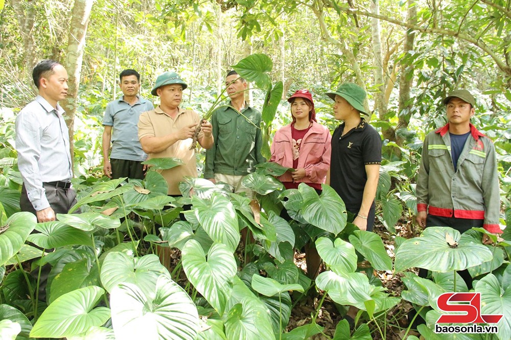 Cà Nàng chuyển hướng sản xuất nông nghiệp - 3