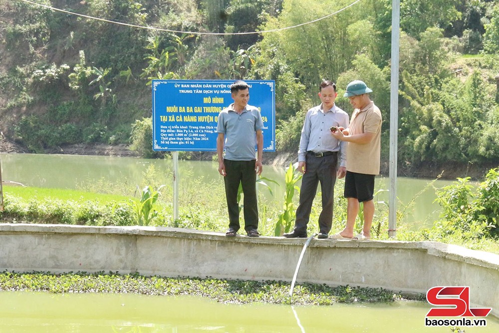 Cà Nàng chuyển hướng sản xuất nông nghiệp - 4