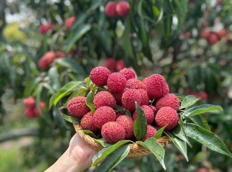 Vải thiều Trung Quốc đổ bộ chợ Việt, chị em thi nhau mua với giá lên tới 700 nghìn đồng/kg - 4