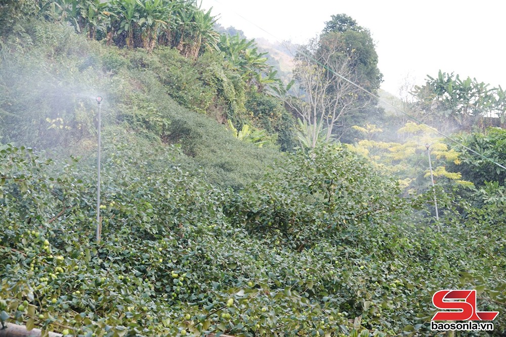 Sơn La ứng dụng công nghệ vào sản xuất - 2