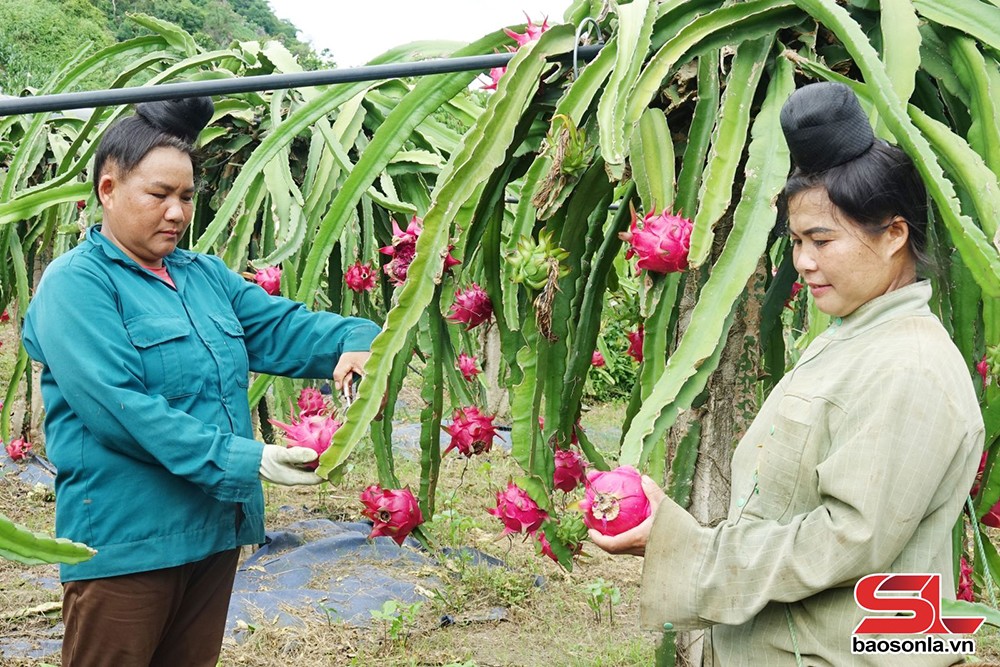 Sơn La ứng dụng công nghệ vào sản xuất - 3