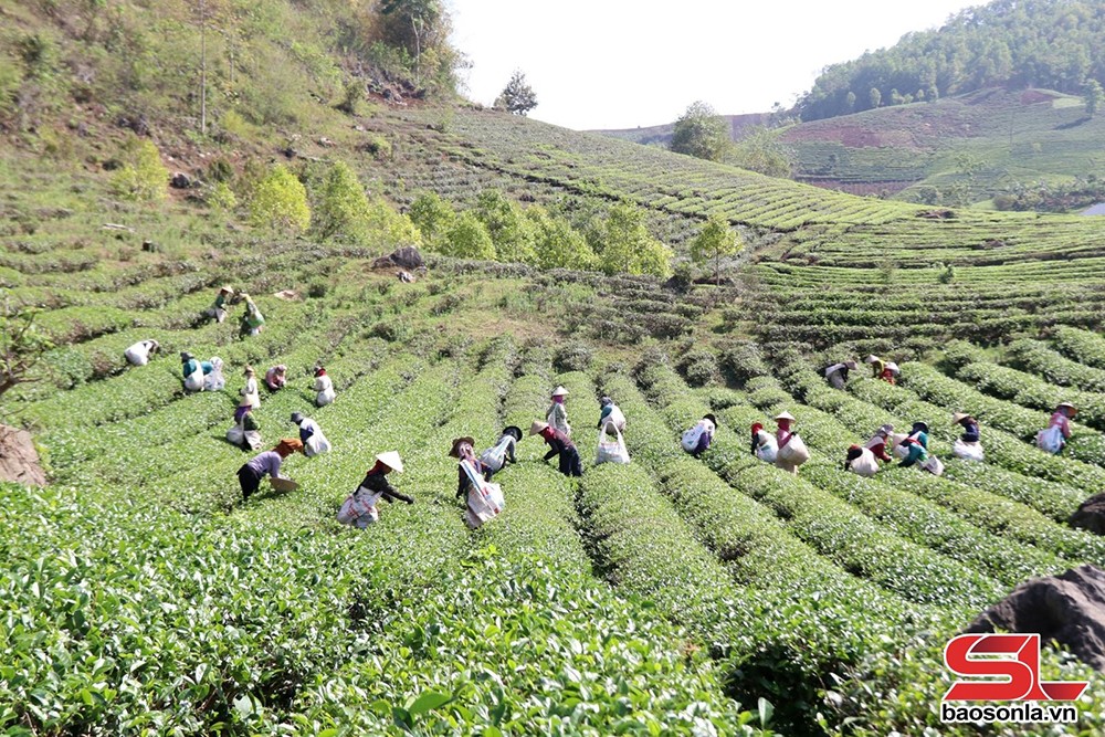 Thuận Châu, Sơn La khai thác lợi thế phát triển nông nghiệp bền vững - 1