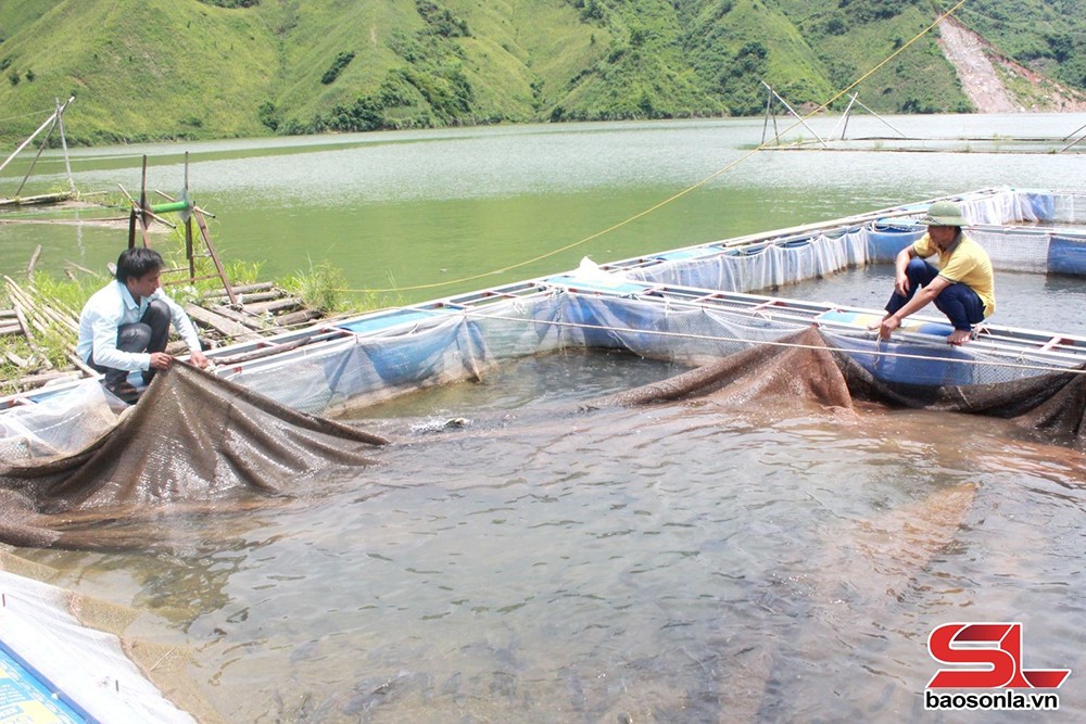 Thuận Châu, Sơn La khai thác lợi thế phát triển nông nghiệp bền vững - 5