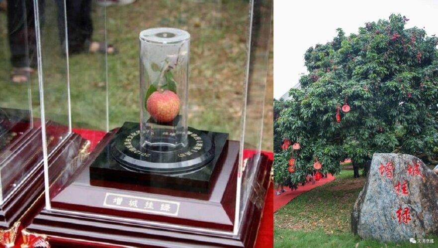Bất ngờ cây vải cho quả đắt nhất thế giới, giá một quả lên tới gần 2 tỷ đồng mà không đủ bán - 3