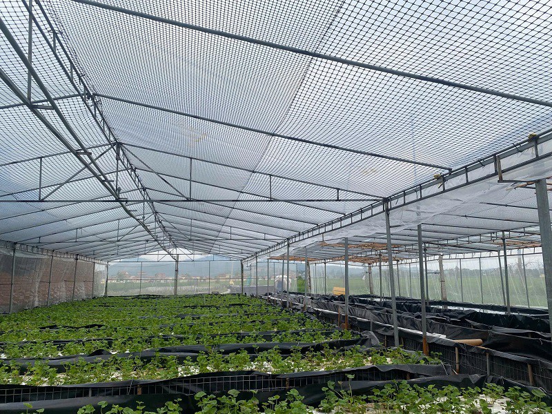 Khởi nghiệp từ loại rau mọc dại đầy đồng, 9x Quảng Ninh có thu nhập trên 50 triệu đồng/tháng - 4