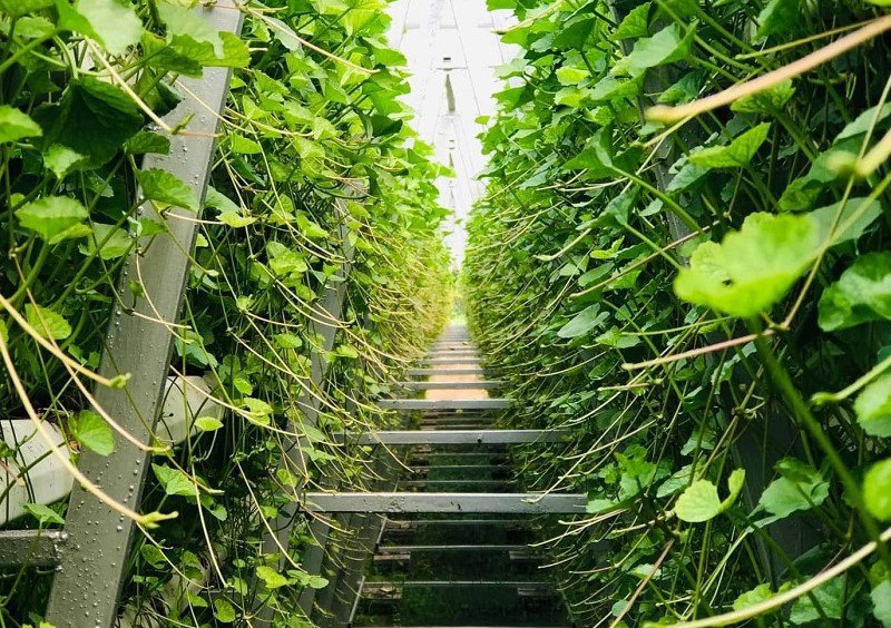 Khởi nghiệp từ loại rau mọc dại đầy đồng, 9x Quảng Ninh có thu nhập trên 50 triệu đồng/tháng - 2