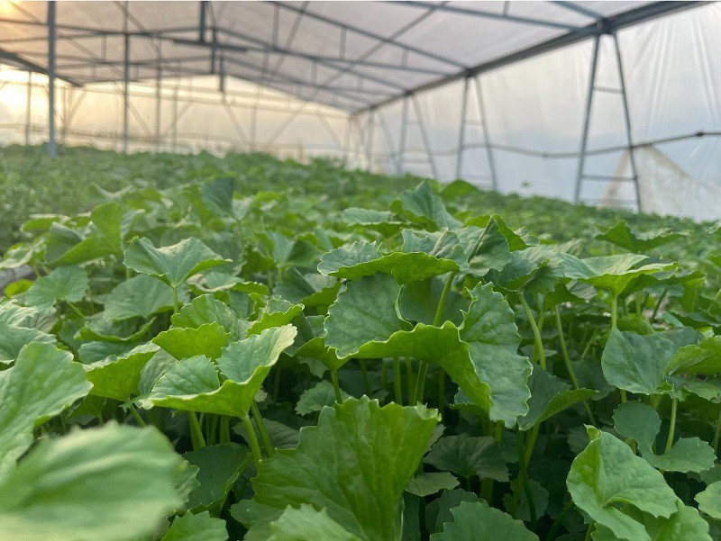 Khởi nghiệp từ loại rau mọc dại đầy đồng, 9x Quảng Ninh có thu nhập trên 50 triệu đồng/tháng - 6
