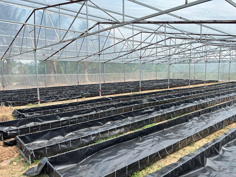 Khởi nghiệp từ loại rau mọc dại đầy đồng, 9x Quảng Ninh có thu nhập trên 50 triệu đồng/tháng - 5