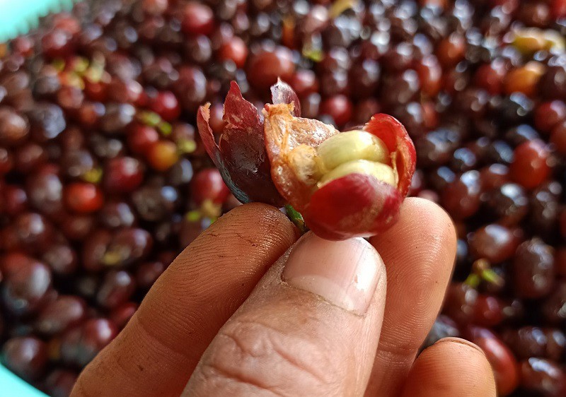 8x Lâm Đồng biến thứ bỏ đi thành sản phẩm cao cấp, bán với giá lên đến 800 nghìn đồng/kg. - 2