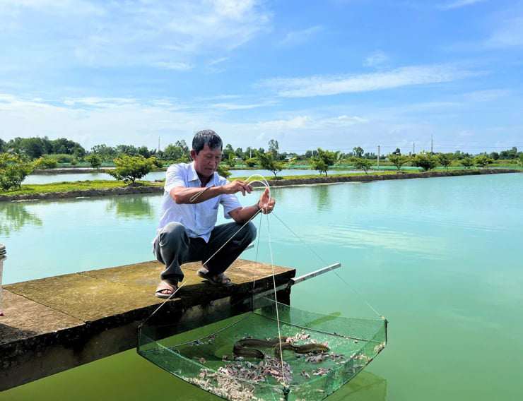 Làm liều nuôi loài cá “lạ”, lão nông Cà Mau thu về hàng tỷ đồng mỗi năm - 1