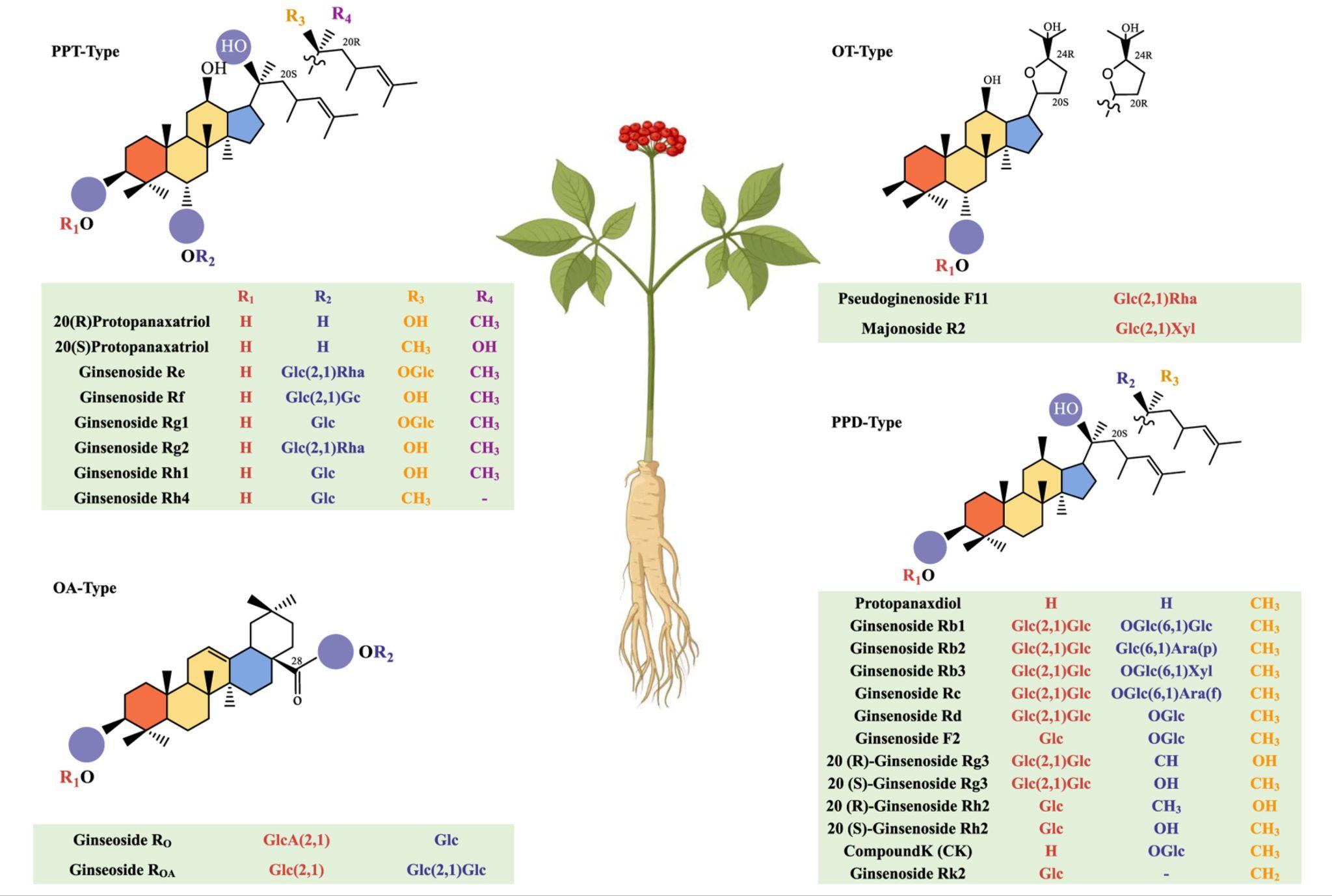 Nhân sâm “nóng” hay “lạnh”? Hiểu lầm phổ biến của người Việt về loại dược liệu nổi tiếng này - 2