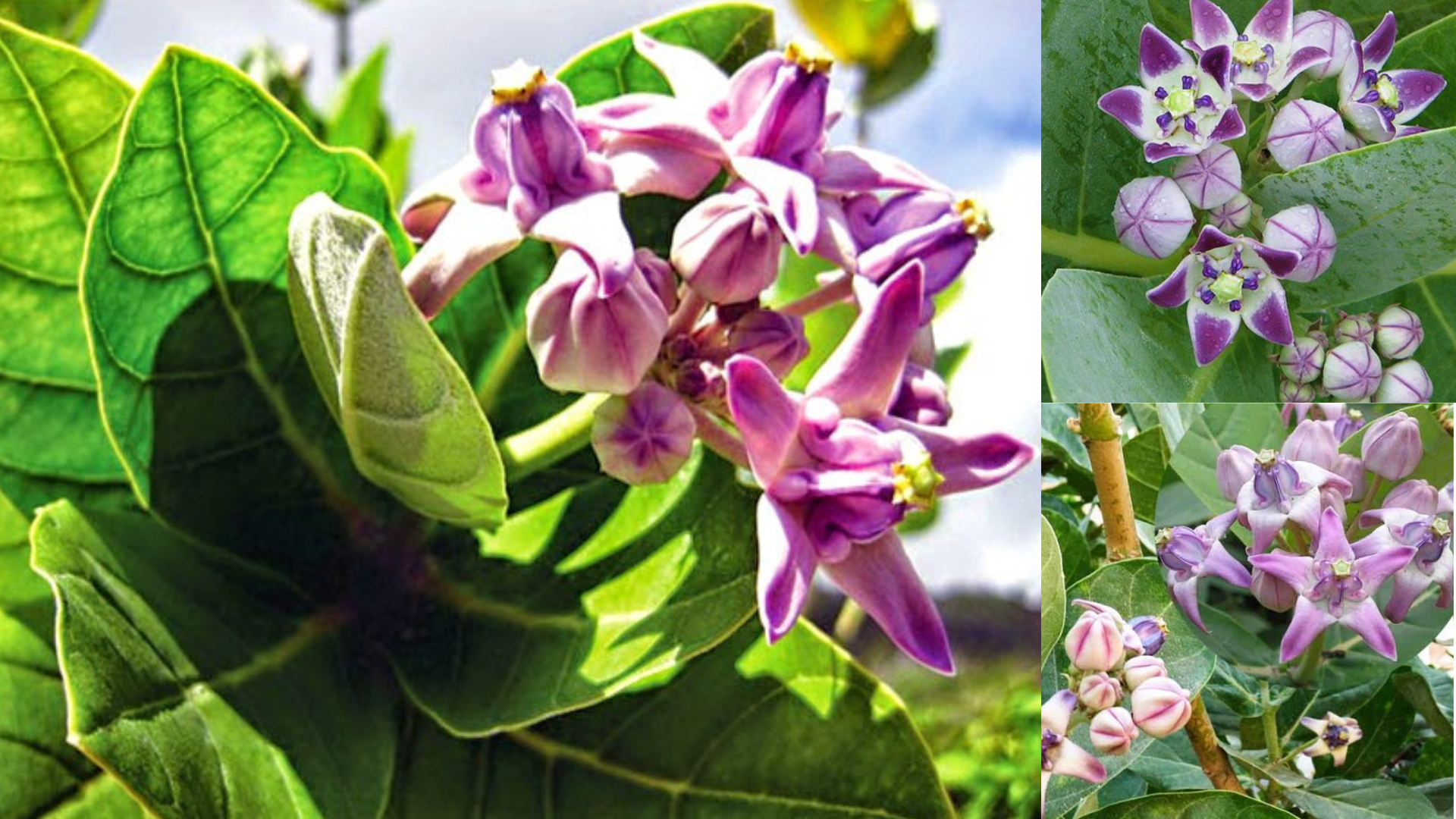 “Siêu trái cây” chứa hàm lượng vitamin C cao vượt trội, rất tốt cho hệ hô hấp: Người Việt ăn nhiều mà ít biết! - 4