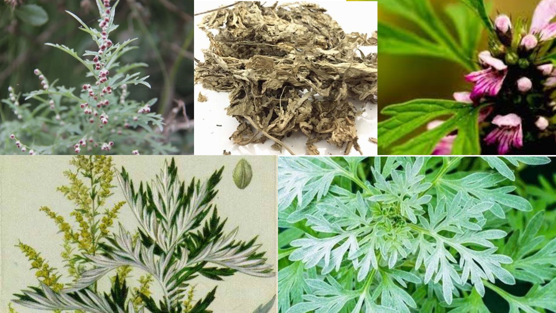 Học người Nhật bí quyết giảm đau xương khớp được truyền qua hàng trăm năm - 3