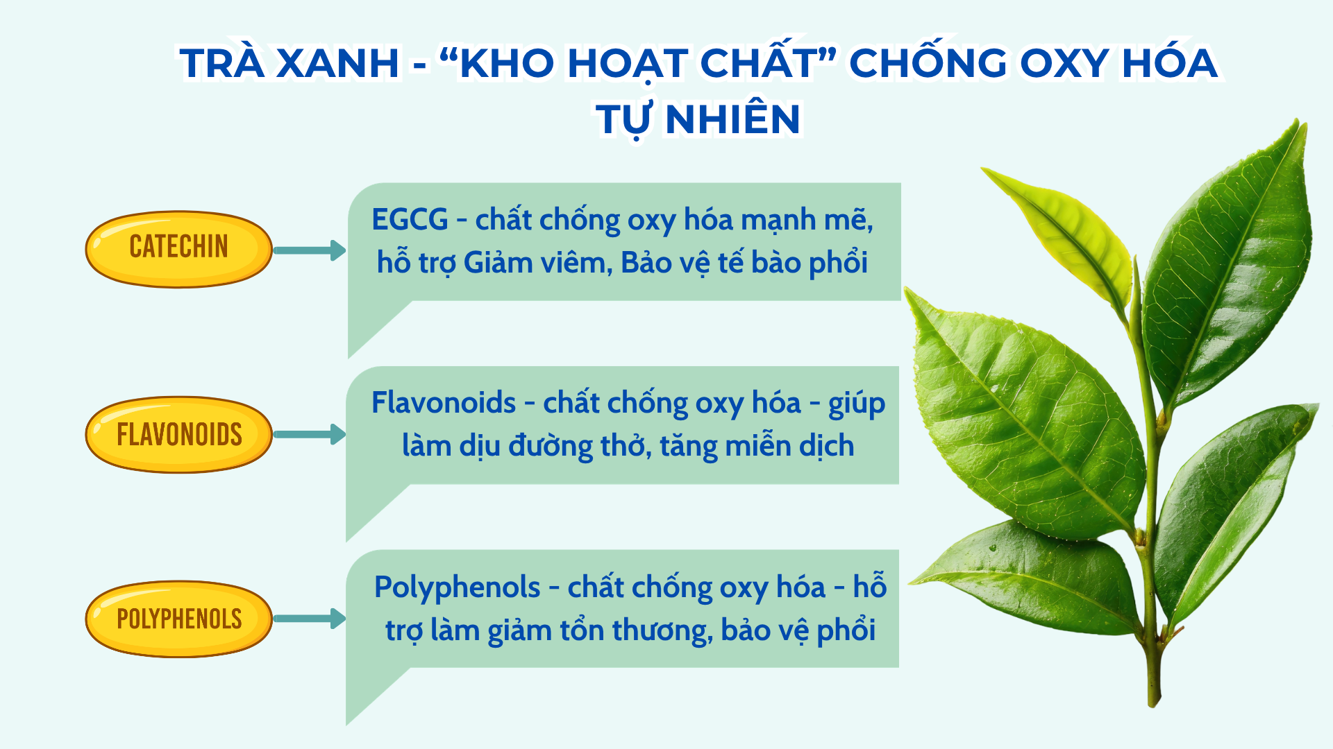 Uống trà xanh có thực sự tốt cho phổi? Câu trả lời khiến nhiều người bất ngờ! - 2
