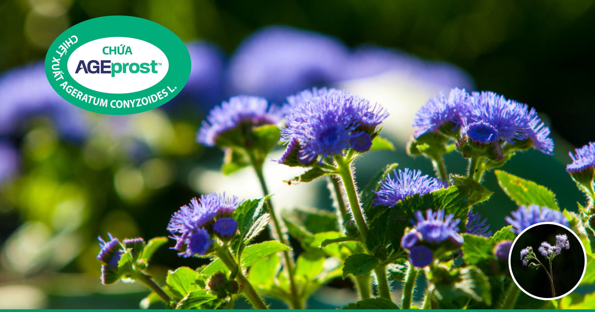 Ít ai ngờ: 5 loại trái cây quen thuộc lại là ‘lá chắn vàng’ cho tuyến tiền liệt nam giới - 4