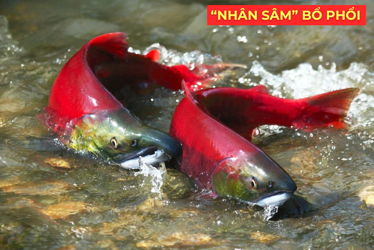 "Nhân sâm dưới nước" siêu đắt đỏ, được ví như “vàng lỏng” cho người đàm, ho, khó thở! - 1