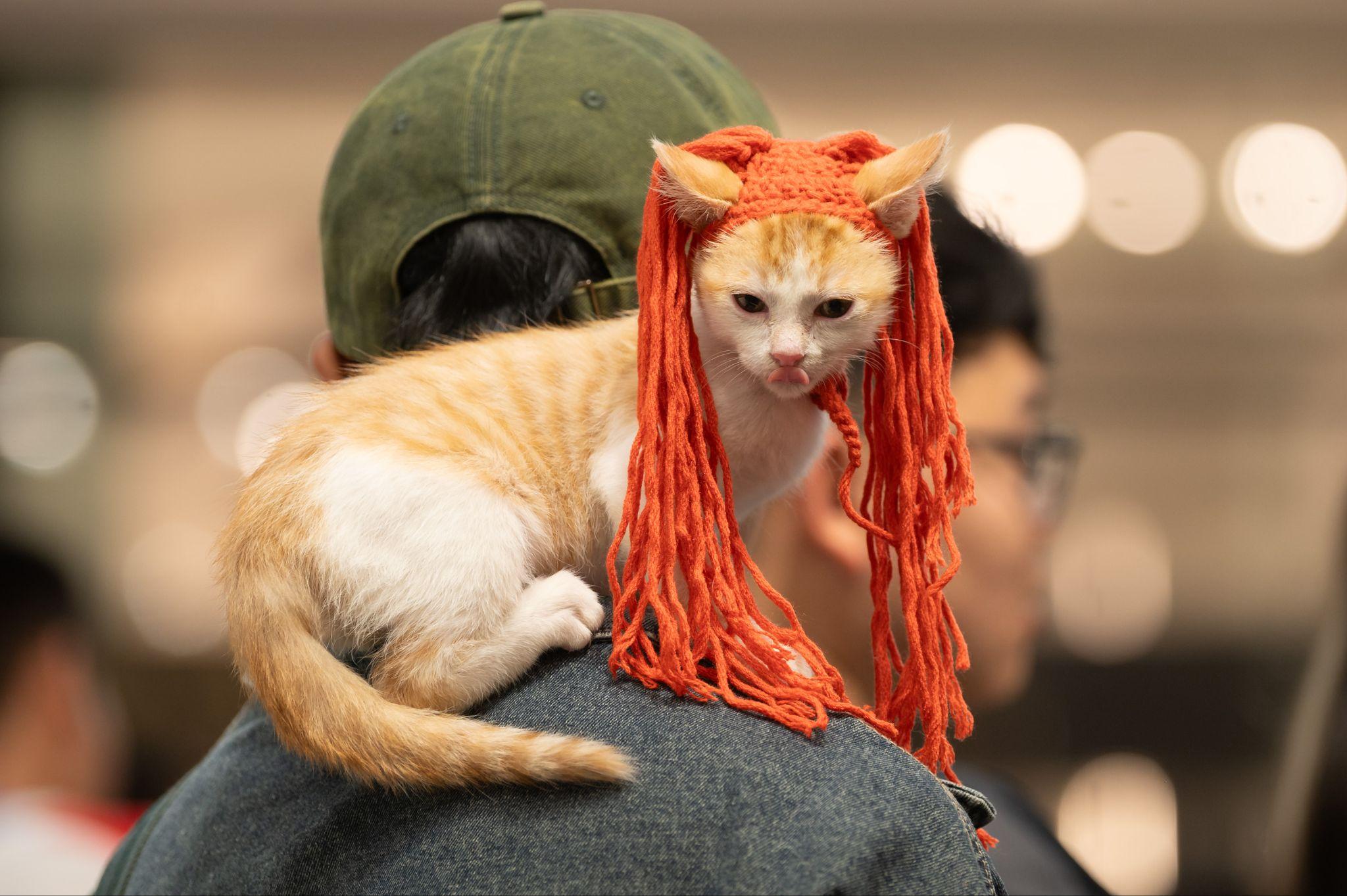 WCF International Family Cat Show 2026 chính thức diễn ra tại AEON MALL Hà Đông - 4