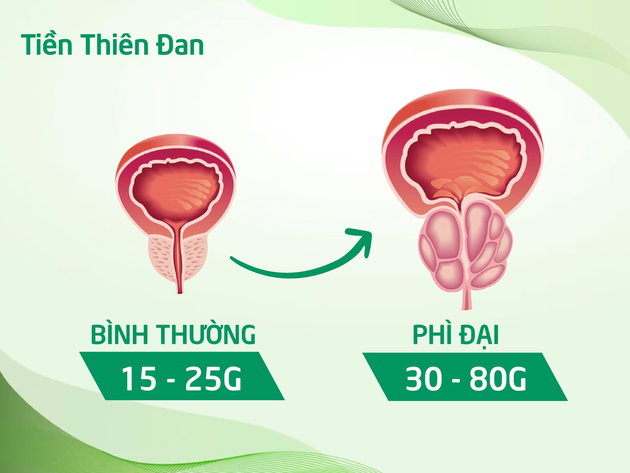 Loại rau dại trước chỉ để cho lợn ăn, nay thành “đặc sản”, giúp đường tiểu thông thoáng, đi giải êm ru! - 3