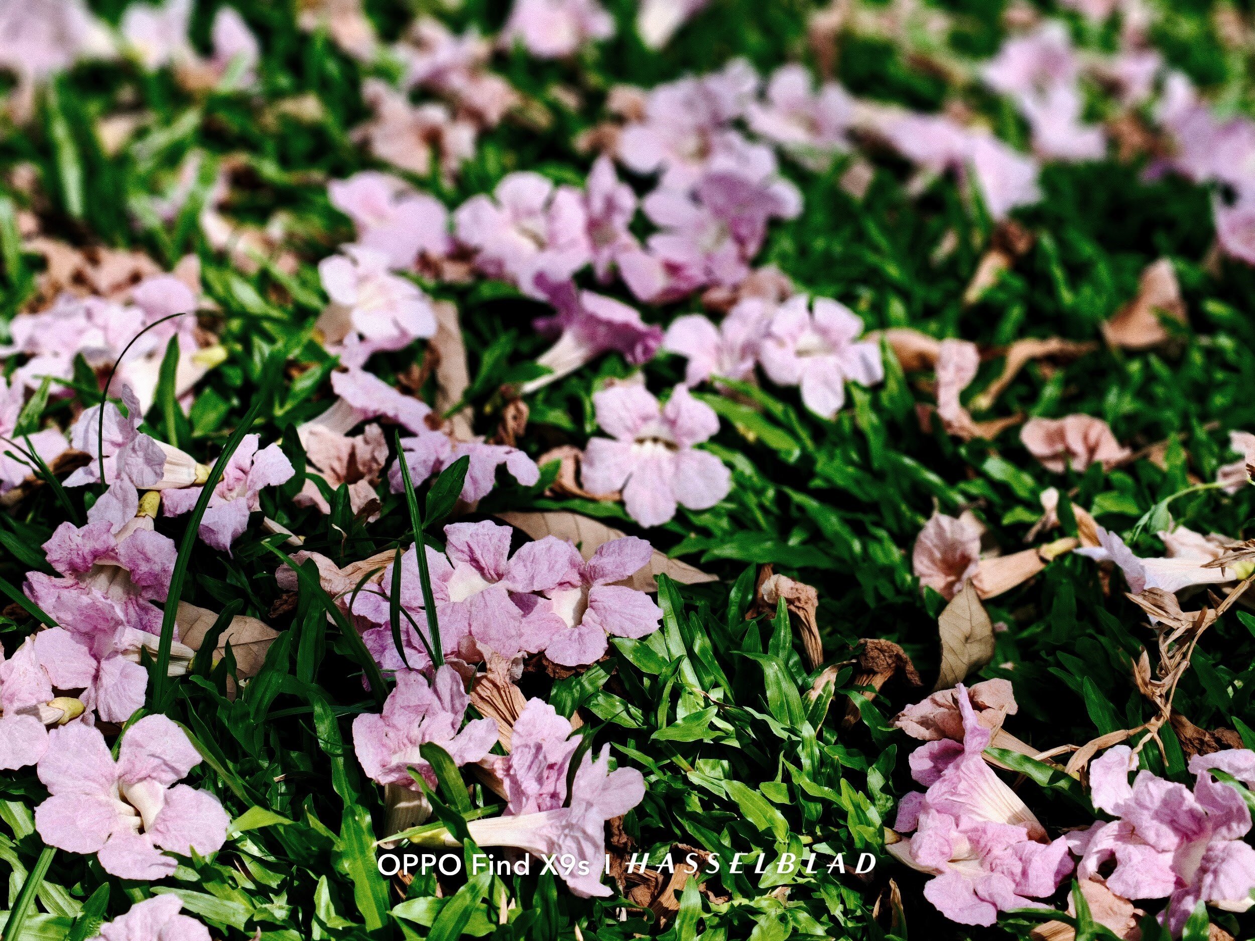OPPO Find X9s: Chiếc flagship nhỏ gọn cho những chuyến đi nhiều cảm xúc - 5