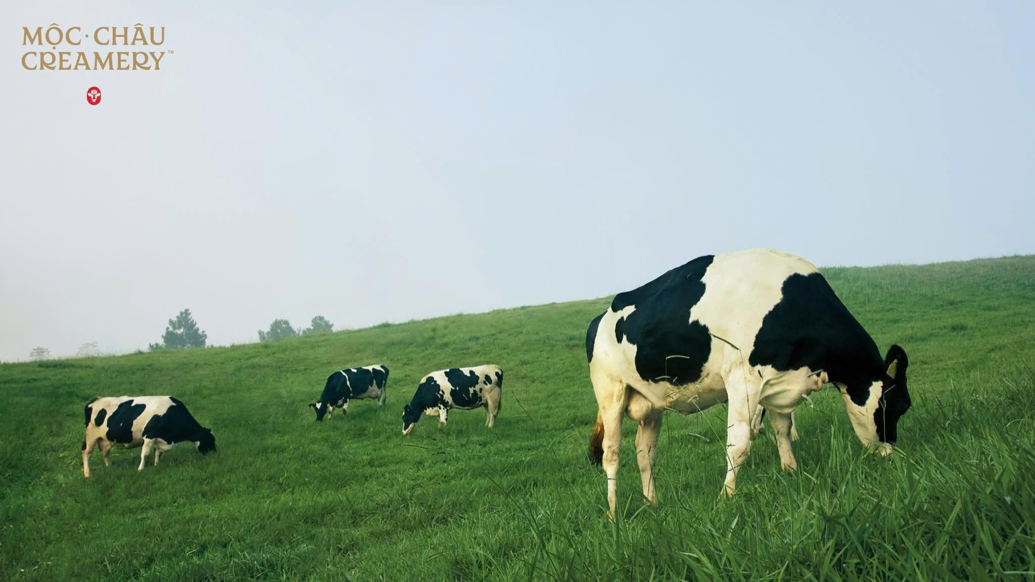 Mộc Châu Creamery: Di sản gần 7 thập kỷ “khoác áo mới”, ra mắt sữa chua ăn Thạch pha lê - 2
