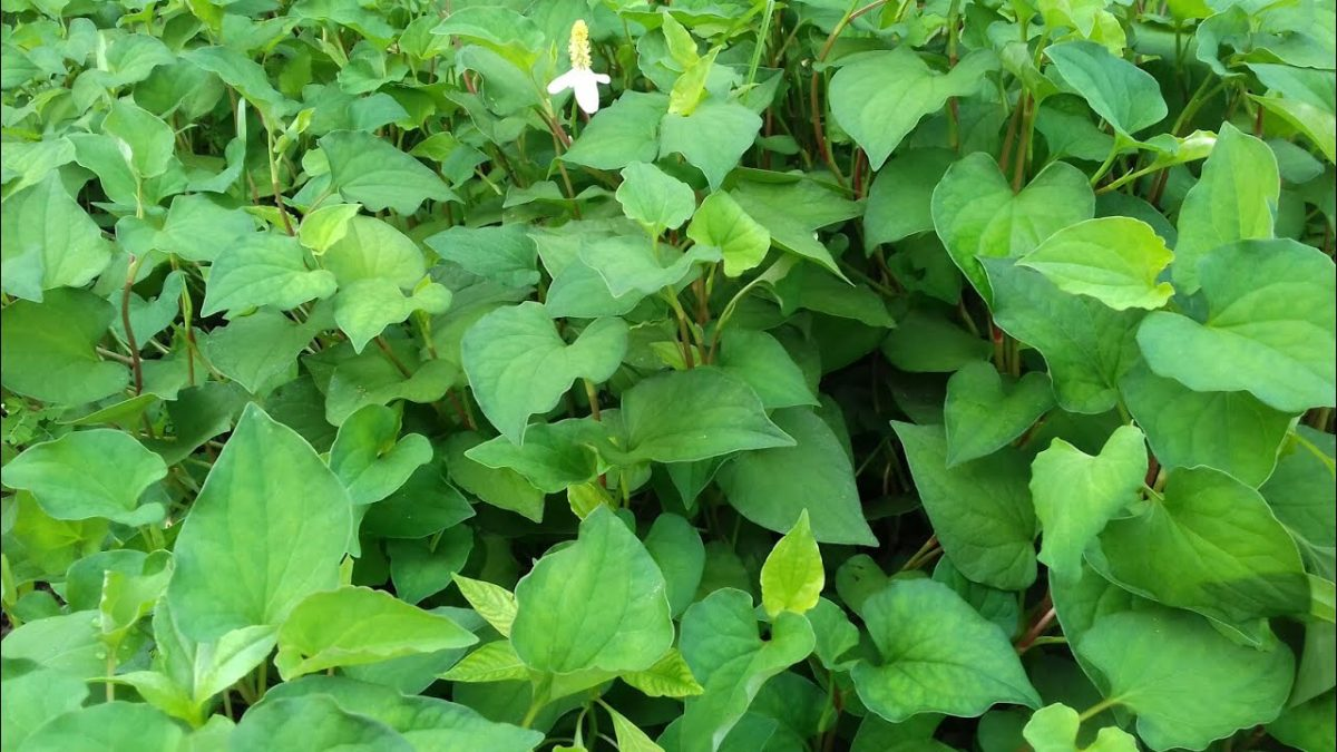 Loại rau “tanh nồng” bị nhiều người ngó lơ nhưng dưỡng phổi, hỗ trợ giảm ho cực tốt, “bổ tựa nhân sâm” - 1