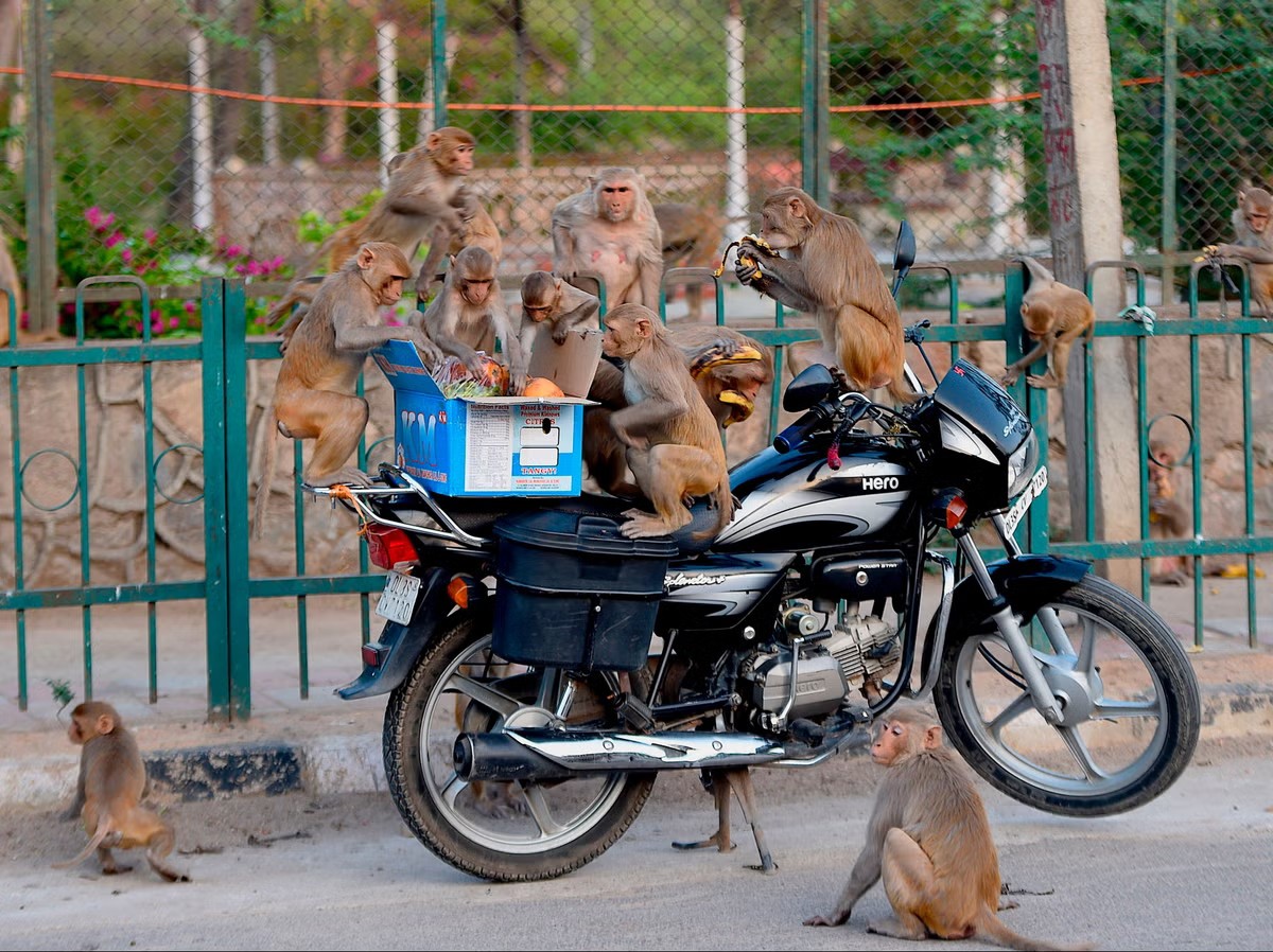 Sợ khỉ quấy phá thượng đỉnh G-20, Ấn Độ dùng đến &#34;người khỉ&#34; - 2