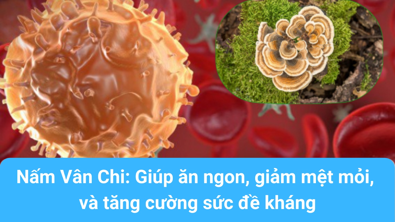 Bí mật về loại nấm giá “quý giá” giúp ăn ngon, cải thiện sức đề kháng, giảm mệt mỏi - 1