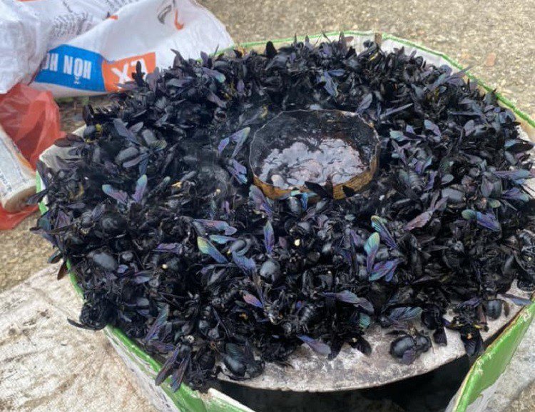 Nóng tuần qua: Đua nhau săn ong bầu bán hơn 4 triệu đồng/kg cho Trung Quốc, chuyên gia nói gì? - 1