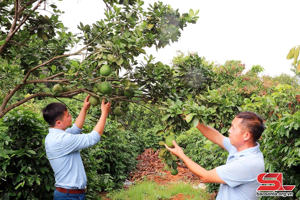 Hiệu quả từ mô hình trồng cây xen canh - 1