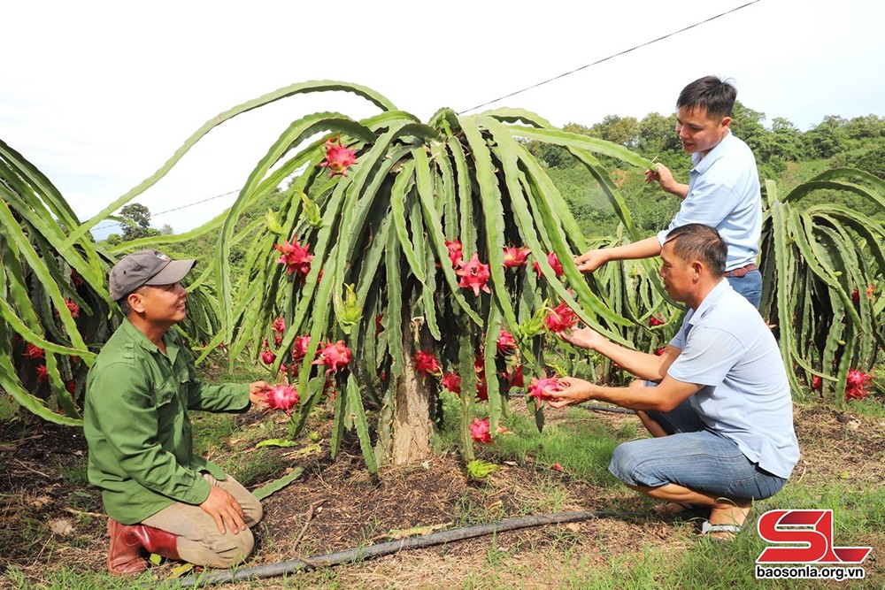 Hợp tác đưa nông sản vươn xa - 3