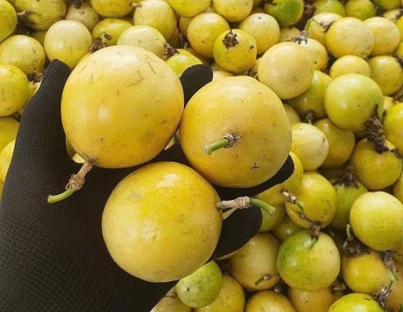 Bất ngờ loại chanh “lạ” ngọt thơm mùi ổi chín đổ bộ chợ Việt, giá chỉ từ 25 nghìn đồng/kg - 4