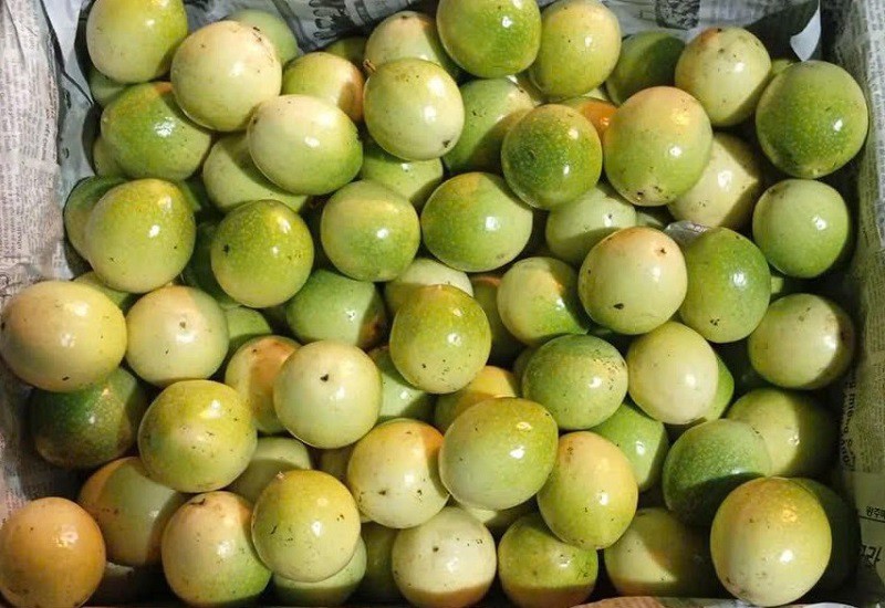 Bất ngờ loại chanh “lạ” ngọt thơm mùi ổi chín đổ bộ chợ Việt, giá chỉ từ 25 nghìn đồng/kg - 5