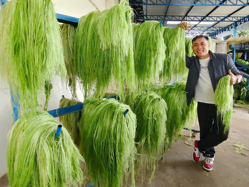Biến loại lá nhiều người vứt bỏ thành “mỏ vàng”, 9x Nghệ An có doanh thu 7 tỷ đồng/tháng - 7