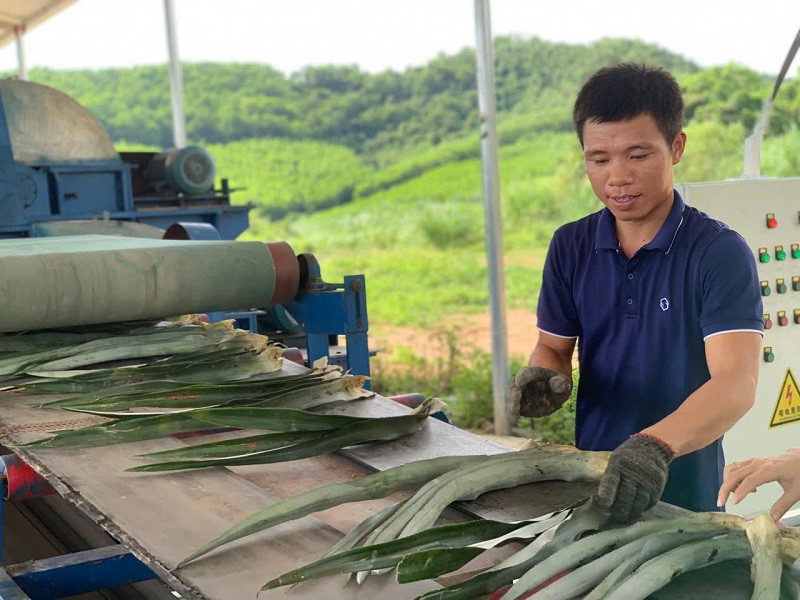 Biến loại lá nhiều người vứt bỏ thành “mỏ vàng”, 9x Nghệ An có doanh thu 7 tỷ đồng/tháng - 10